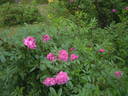 Metis rose photo