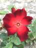 Paul Ecke, Jr. ™ rose photo
