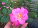 DLFED 3 rose photo