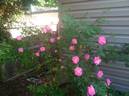DLFED 3 rose photo