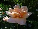 Beadrum rose photo