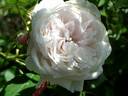 Coquette des Blanches rose photo