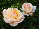 Loving Lorna rose photo