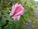Standing Rock rose photo