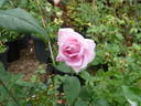 Standing Rock rose photo