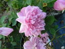 Standing Rock rose photo