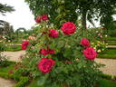 Fulgurante rose photo