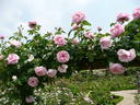 Gerbe Rose rose photo