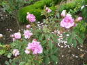 Barillet rose photo
