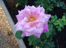 Smooth Ballerina ™ rose photo