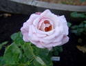 Smooth Moonlight ™ rose photo