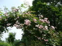 Paul's Tea Rambler rose photo