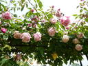 Rosabelle rose photo
