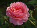 Rose Parade rose photo