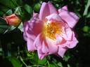 AC Marie-Victorin rose photo