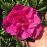 Scarlet Pavement rose photo