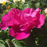 Scarlet Pavement rose photo