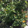 Bill Reid rose photo