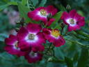 Proschwitzer Schlossrose rose photo