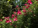 Proschwitzer Schlossrose rose photo