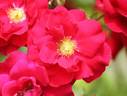 Fellowship rose photo