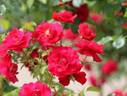 Fellowship rose photo