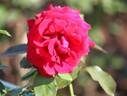 Miss Schweiz rose photo