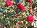 Miss Schweiz rose photo