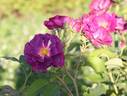 ORA 640 rose photo