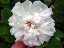 Perpetual White Moss rose photo