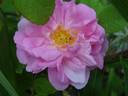 Perpetual White Moss rose photo