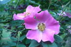 <i>Rosa dumalis</i> Bechstein rose photo