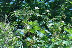 <i>Rosa agrestis</i> Savi rose photo