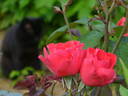 Scarlet Queen Elizabeth rose photo