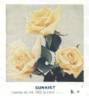Sunkist rose photo