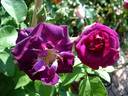Audacieuse 21 rose photo