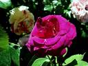 Audacieuse 21 rose photo