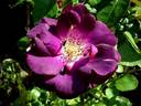 Audacieuse 21 rose photo
