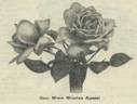 Madame Nicolas Aussel rose photo