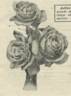 Margaret McGredy rose photo