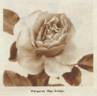 Margaret McGredy rose photo