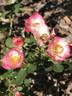 CARESPOP01 rose photo