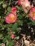CARESPOP01 rose photo