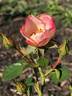 CARESPOP01 rose photo