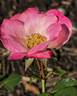 CARESPOP01 rose photo