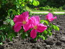Bertha rose photo