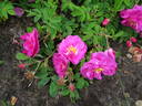 Daybreak rose photo