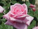 City of Hereford rose photo