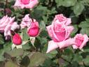 City of Hereford rose photo