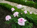 Belle Virginie rose photo